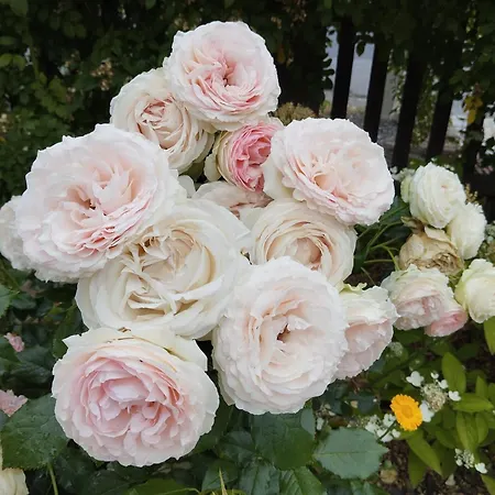 Sophienquelle Schweizermuehle Appartamento