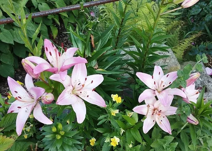 Sophienquelle Schweizermuehle Appartamento Rosenthal-Bielatal