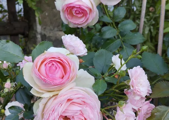 Sophienquelle Schweizermuehle