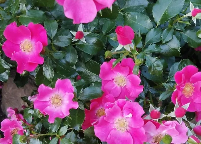 Sophienquelle Schweizermuehle